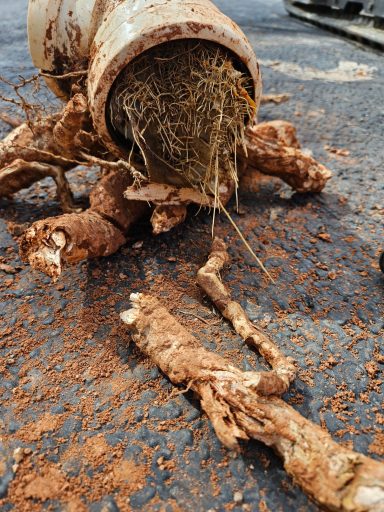 Drain blockage caused by roots Root mass removed from a pipe beside excavated soil