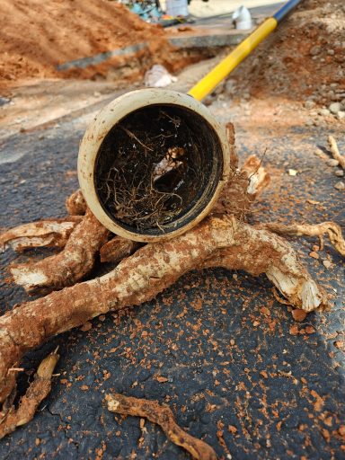Roots inside a drain pipe Removed pipe section with roots visible inside