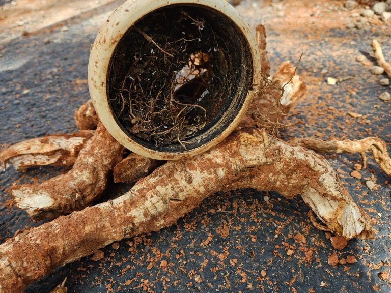 Root intrusion in a drain pipe Roots obstructing a removed drain pipe in the Harms Services project gallery